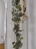 Chinese Lantaarnplant met Macramé Hanger, Huis en Inrichting, Kamerplanten, Overige soorten, In pot, 150 tot 200 cm, Groene kamerplant