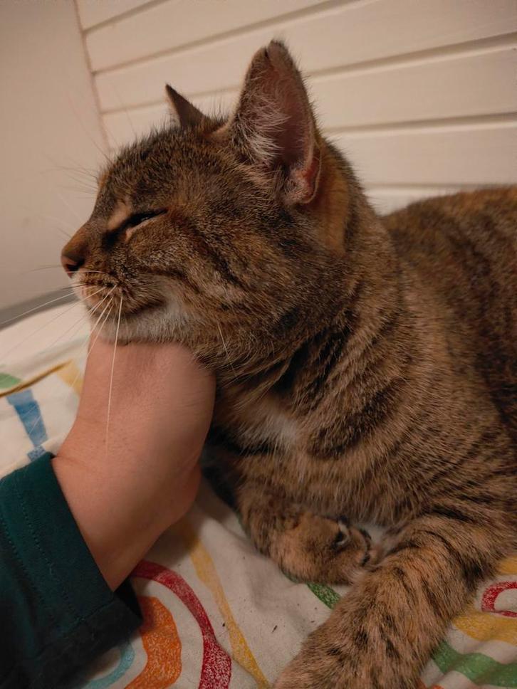 Lieve Poes, Dieren en Toebehoren, Katten en Kittens | Overige Katten, Kortharig, Poes, 6 jaar of ouder