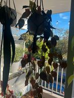 Philodendron Micans XL - Arnhem, Ophalen, Vaste plant, Bloeit niet, Halfschaduw