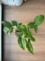 Syngonium Mottled Mojito, Huis en Inrichting, Kamerplanten, Ophalen, In pot, Halfschaduw, Minder dan 100 cm