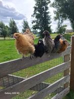 Mooie orpinton hennen van 15 weken, Dieren en Toebehoren, Pluimvee, Vrouwelijk, Kip