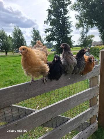 Mooie orpinton hennen, kippen van 15 weken beschikbaar voor biedingen