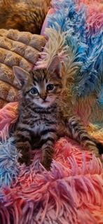 🐾 Prachtige Britse korthaar kittens 🐾