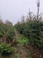 kerstbomen voor kersttakken, Volle zon, Bloeit niet, 100 tot 250 cm, Overige soorten