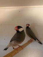 Rijstvogel te koop, Dieren en Toebehoren, Geslacht onbekend