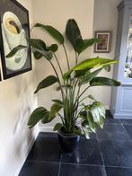 Strelitzia Kamerplant, Huis en Inrichting, Kamerplanten, Ophalen, Overige soorten, 150 tot 200 cm, Volle zon
