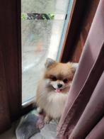 Pomeranian Schattige, Speelse Reu (RaszuiverFCI)Zoekt Thuis, Dieren en Toebehoren, België, Particulier, Reu, 1 tot 2 jaar