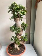 Bonsai ginseng chineese vijg vorm 70 cm hoog incl schaal, Ophalen of Verzenden, Minder dan 100 cm