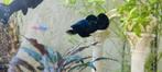 Black Molly 2 stuks, Dieren en Toebehoren, Ophalen