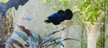 Black Molly 2 stuks beschikbaar voor biedingen