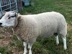 Stamboek swifter dekram, Dieren en Toebehoren, Mannelijk, Schaap