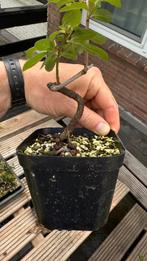 Bonsai start plantjes Japanse Esdoorn Pinus Drietand Prunus, Tuin en Terras, Ophalen of Verzenden, Halfschaduw, Overige soorten