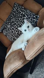 Aanhankelijke witte Britse korthaar kitten met stamboom, Dieren en Toebehoren, Katten en Kittens | Overige Katten, Kater, Kortharig