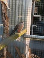 2 Bourkes poppen 2025.
Wildkleur.
€12,50 per stuk., Dieren en Toebehoren, Vogels | Parkieten en Papegaaien, Vrouwelijk, Parkiet