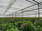 Zeer grote roze hortensia planten, Tuin en Terras, Planten | Tuinplanten, Ophalen