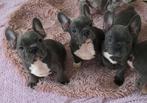 Franse bulldog pups, Dieren en Toebehoren, Parvo, Reu, 8 tot 15 weken, Bulldog