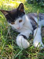 Lieve boerderijkittens (poesjes), Dieren en Toebehoren, Katten en Kittens | Overige Katten, Poes, Kortharig, 0 tot 2 jaar