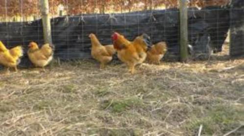 Krielkippen:Wyandotte-Sussex-Barnevelder-Cochin-Zijdehoen., Dieren en Toebehoren, Pluimvee, Kip, Vrouwelijk
