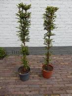 2 MOOIE TAXUSZUILEN, Vaste plant, Bloeit niet, Halfschaduw, Ophalen