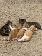 Kittens te koop, Dieren en Toebehoren, Katten en Kittens | Overige Katten, Meerdere dieren, Kortharig, 0 tot 2 jaar