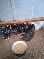 Chabo kriel kippen, Dieren en Toebehoren, Pluimvee, Meerdere dieren, Kip