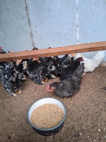 Chabo kriel kippen beschikbaar voor biedingen