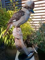 Opgezette.Taxidermie.Taxidermy. Mega mooie grote Kookaburra, Verzamelen, Dierenverzamelingen, Ophalen of Verzenden, Nieuw, Vogel