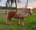 Meerdere Shetlandpony 's te koop, Merrie, 0 tot 2 jaar