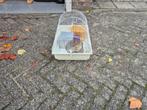 Hamster kooi, Dieren en Toebehoren, Kooi, Minder dan 75 cm, Hamster, Ophalen