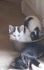 Kittens mogen direct weg,, Dieren en Toebehoren, Katten en Kittens | Overige Katten, Kater, 0 tot 2 jaar