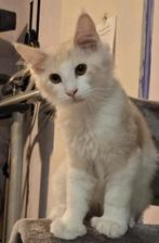 Maine coon kittens met stamboom, Dieren en Toebehoren, Meerdere dieren, Gechipt, 0 tot 2 jaar