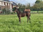 Te koop hengstveulen uit zeer interessante merrielijn, Dieren en Toebehoren, Paarden, Dressuurpaard, 0 tot 2 jaar, Hengst, Onbeleerd