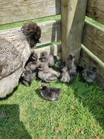 Mooie kuikentjes, Dieren en Toebehoren, Geslacht onbekend, Kip