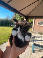 2 kittens zoekt nieuw huis, Dieren en Toebehoren, Kater
