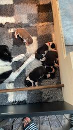 Bordercollie puppy ‘s, Dieren en Toebehoren, 8 tot 15 weken, Collie, Meerdere, Meerdere dieren
