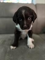Heidewachtel x Bordercollie pups, Reu, CDV (hondenziekte), 8 tot 15 weken, Eén hond