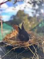 Duitse reus voedster ( otter), Dieren en Toebehoren, Konijnen, Vrouwelijk, Groot