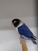 10 personatas, Dieren en Toebehoren, Vogels | Parkieten en Papegaaien, Vrouwelijk, Dwergpapegaai of Agapornis, Geringd