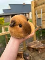 Gezocht: cavia castraat, Cavia, Geslacht onbekend, Tam