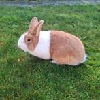Hollander konijn, Dieren en Toebehoren, Konijnen, Mannelijk, Middelgroot, 0 tot 2 jaar