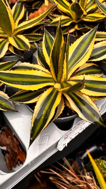 Agave lophantha Quadtricolor beschikbaar voor biedingen