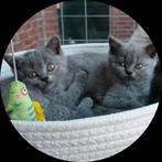 Mooie brits korthaar kittens, Dieren en Toebehoren, Meerdere dieren, Gechipt, 0 tot 2 jaar