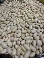 Zaden Koudumer boontje 50st., Ophalen of Verzenden, Voorjaar, Volle zon, Zaad