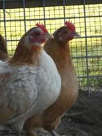 2 Serama kippen, Dieren en Toebehoren, Pluimvee, Vrouwelijk, Kip