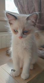 Te koop: Ragdoll, Poes, Gechipt
