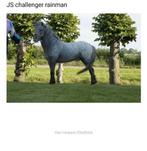 1e premie Hengst NMPRS 0,98 cm Zwart panterbont, Gechipt, Hengst, 11 jaar of ouder, A pony (tot 1.17m)