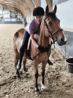 Verzorg pony ‼️gezocht ‼️, Ophalen of Verzenden