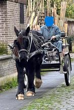 Brabants trekpaard, Dieren en Toebehoren, Paarden, Merrie, Recreatiepaard, Gechipt, 0 tot 2 jaar