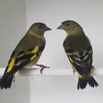 2 poppen Ek 2025 magelaansijzen, Dieren en Toebehoren, Vogels | Overige Vogels, Vrouwelijk