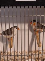 Koppel witborst grijs, Dieren en Toebehoren, Vogels | Overige Vogels, Meerdere dieren, Geringd